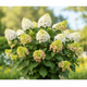 Hydrangea pan. 'Limelight' PW PP12874, Tree Form (pale green)