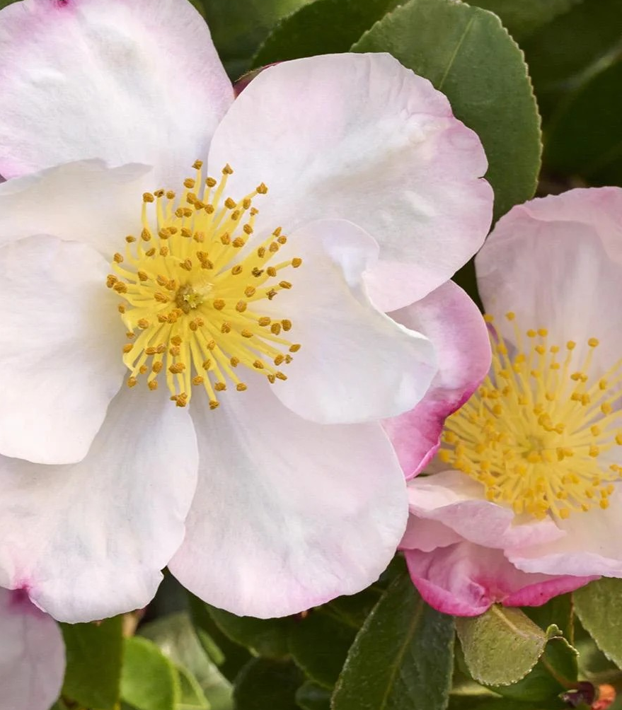 Camellia sas. 'Apple Blossom' (white/pink)