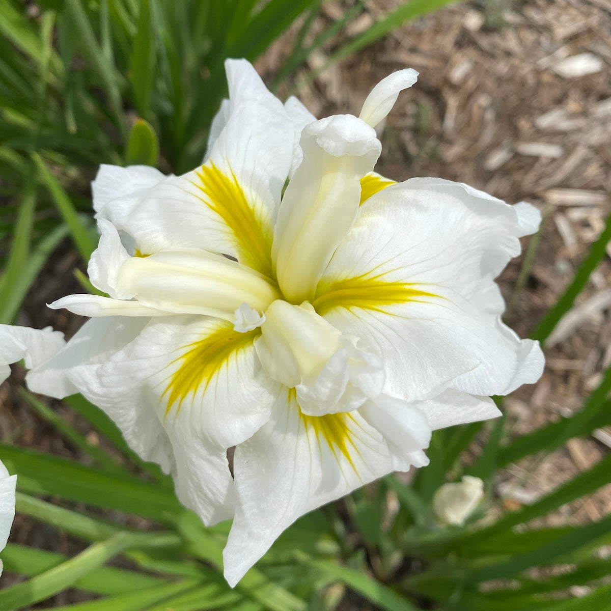 Iris en. 'Gold Bound'