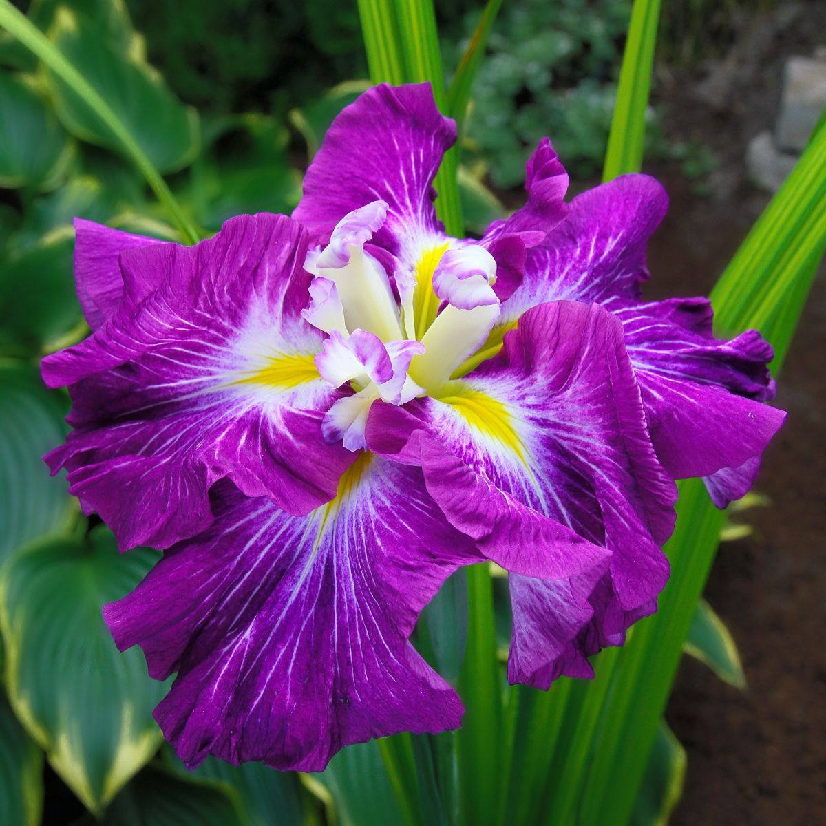 Iris ensata 'Persephone' (purple)