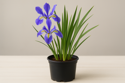 Iris missouriensis 1 gallon