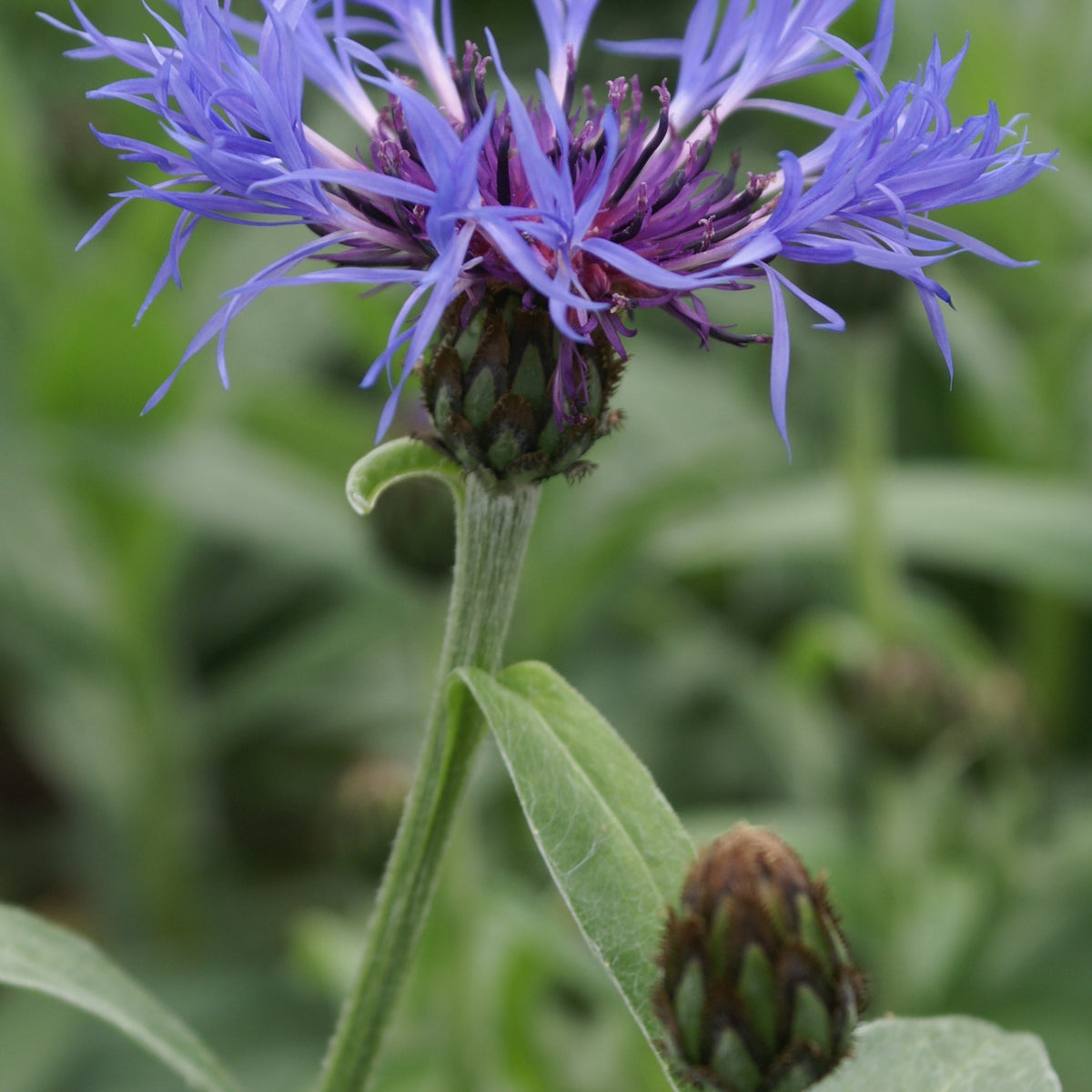 Iris sibirica 'Blue' (blue)