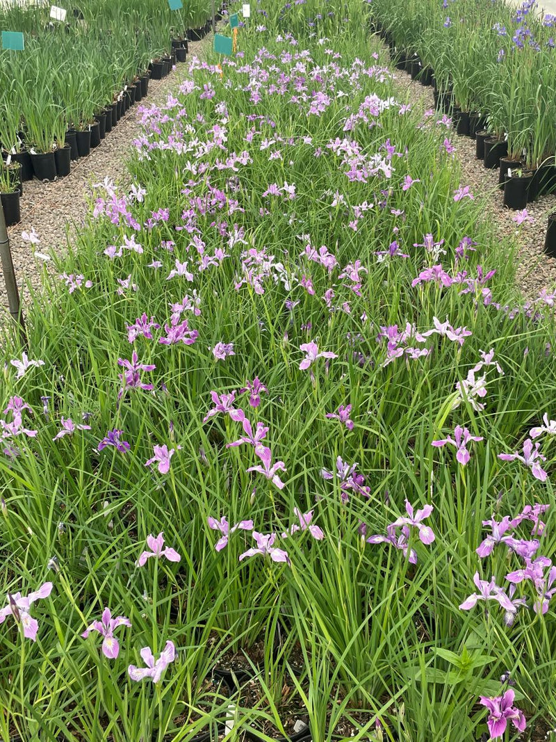Iris tenax (lavender)