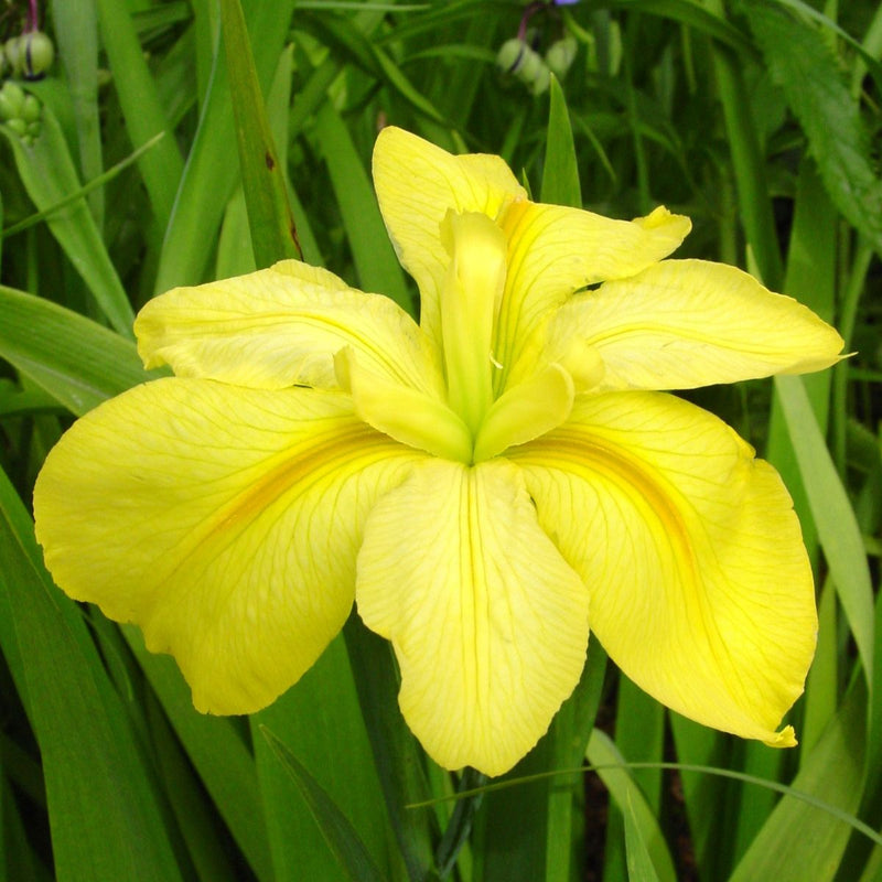 Iris x 'Laura Louise' (yellow)