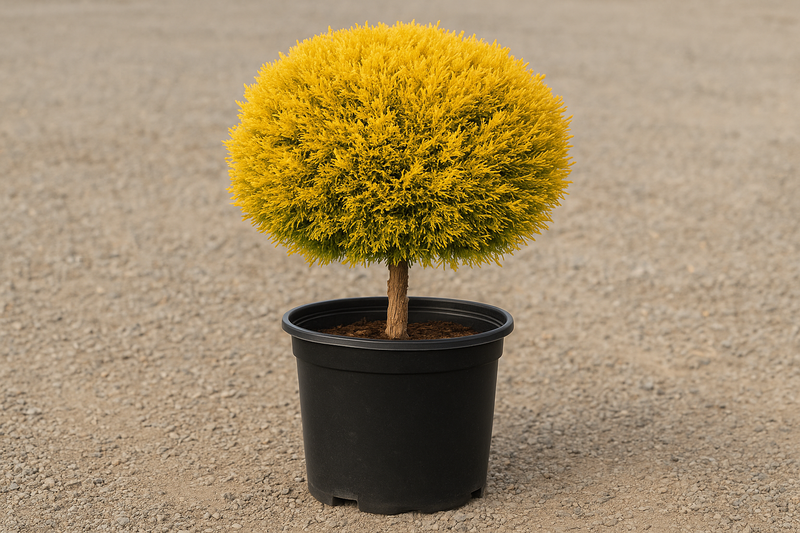 Juniperus chin. 'Old Gold', Pom Pom in a 5 gallon