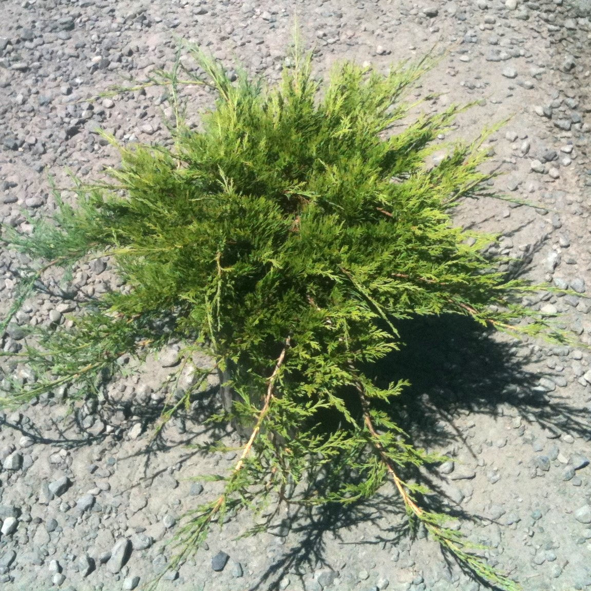 Juniperus sab. 'Buffalo'