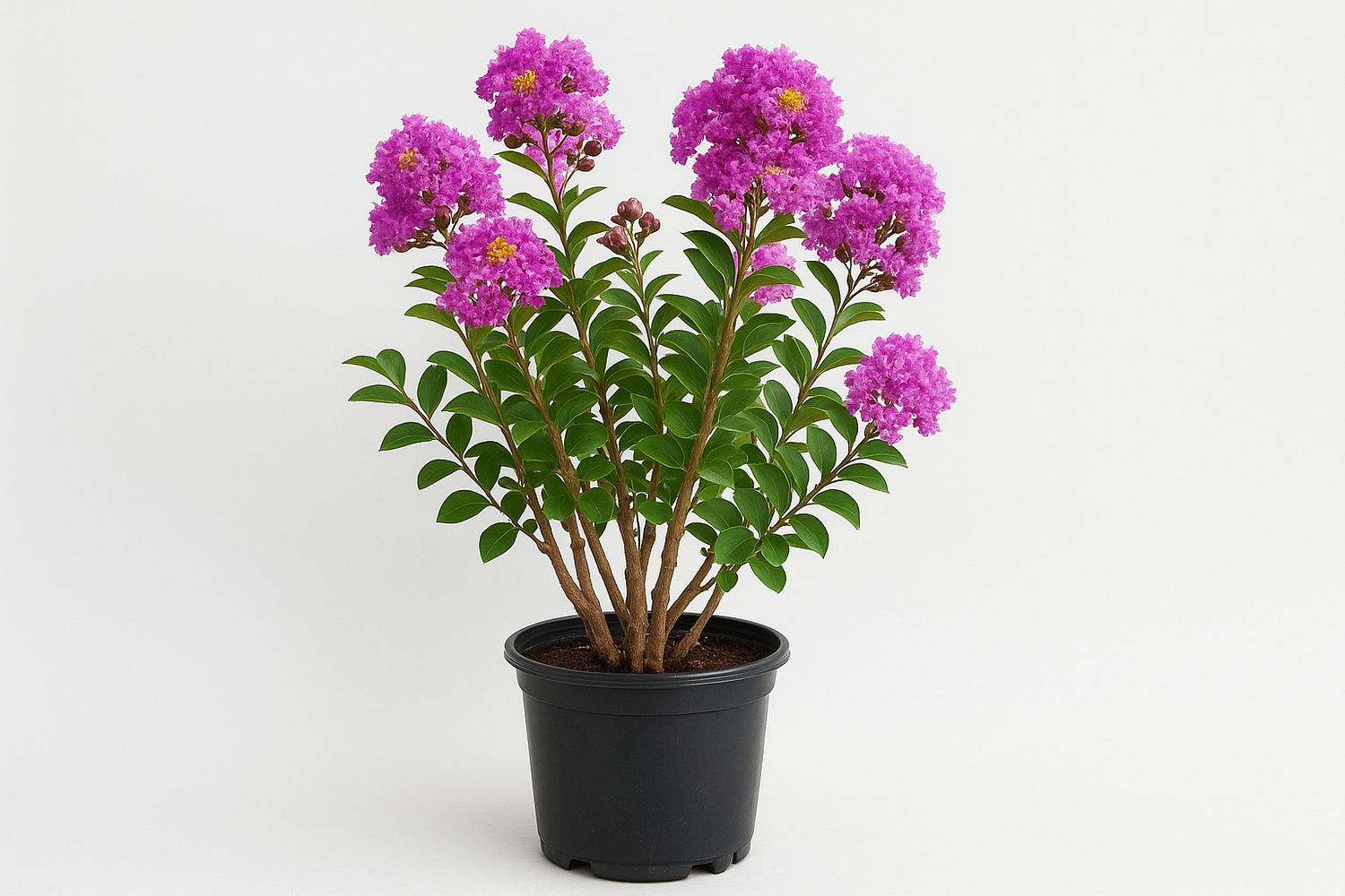Lagerstroemia indica 1 gallon