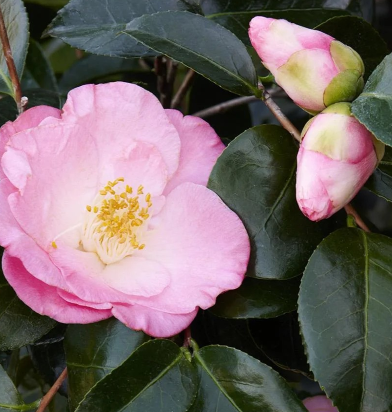 Camellia jap. 'April Remembered' (pink)