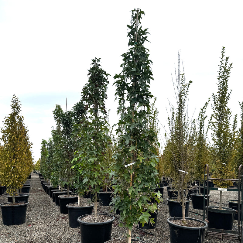 Liquidambar sty. 'Slender Silhouette'