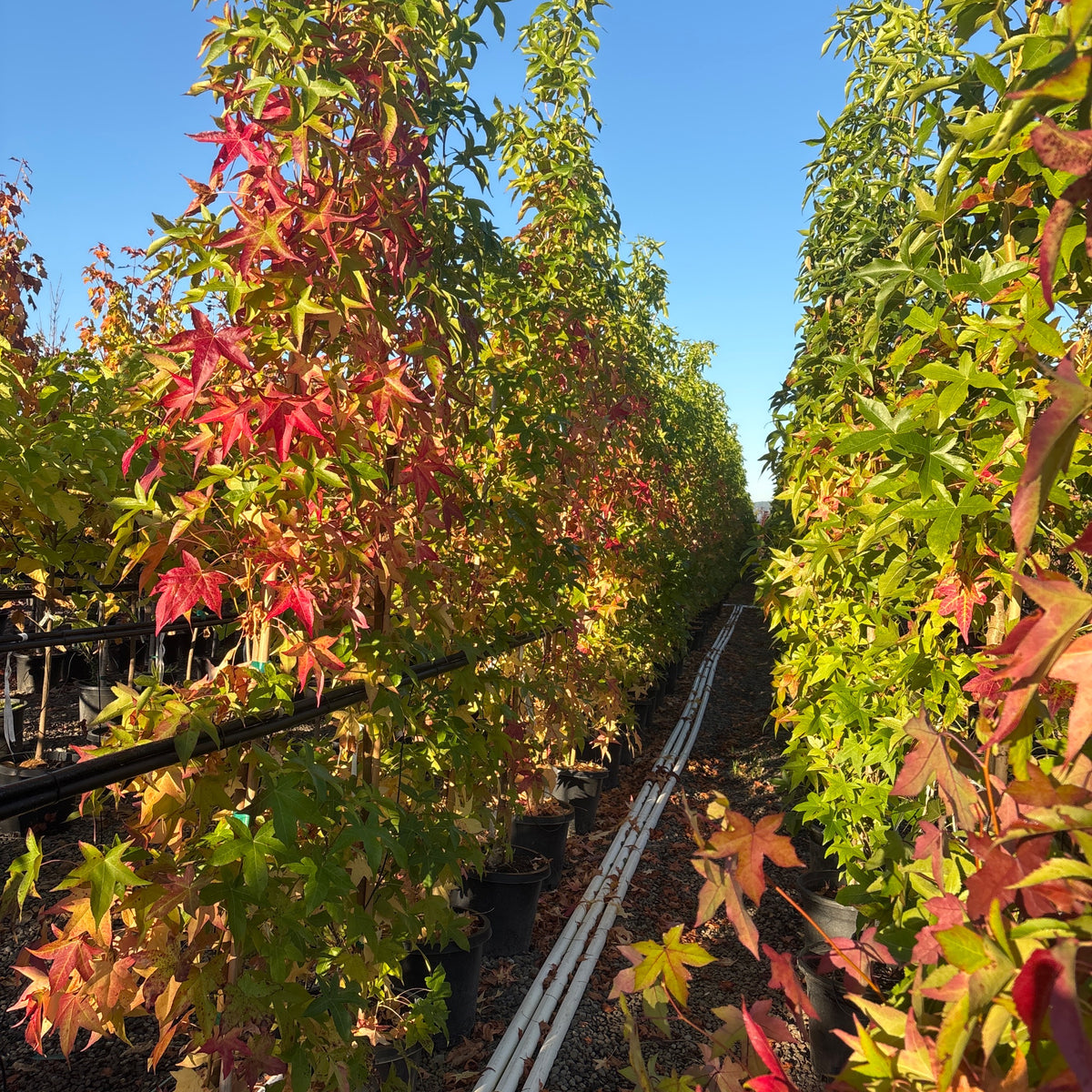 Liquidambar sty. 'Slender Silhouette'