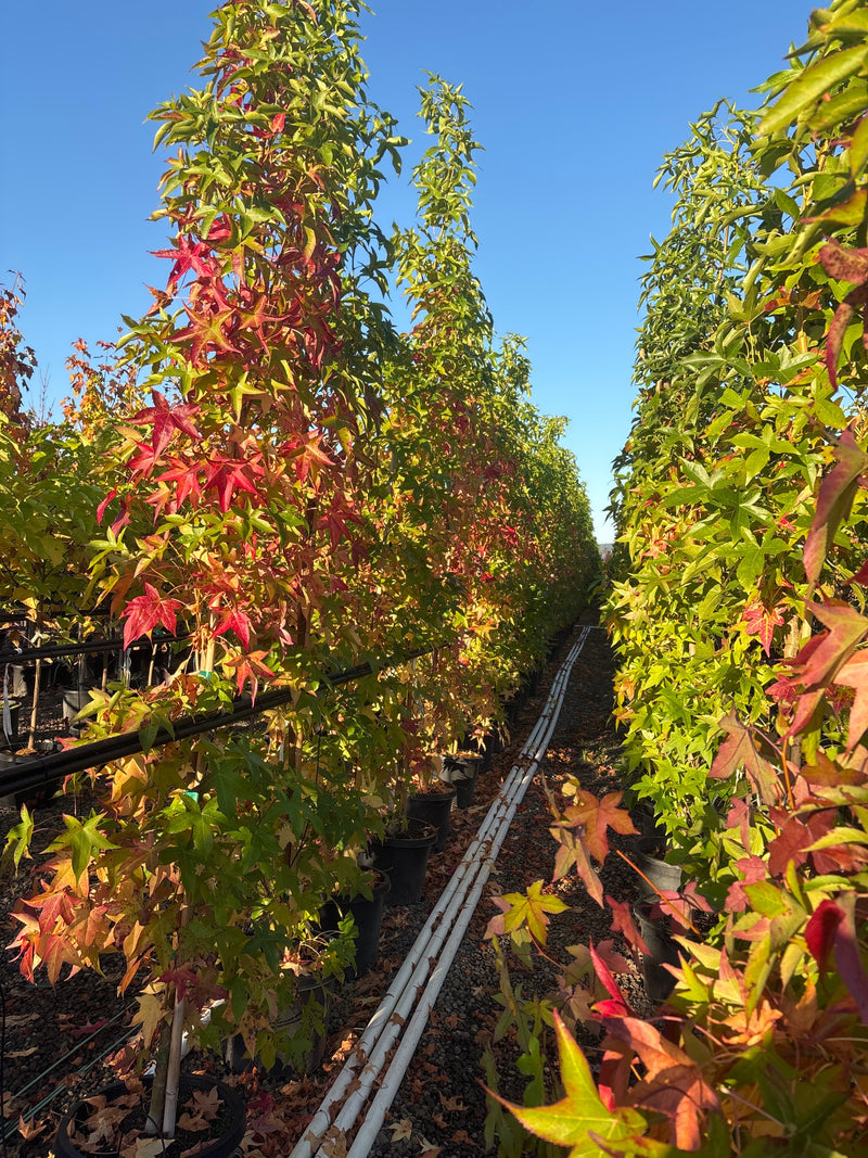 Liquidambar sty. 'Slender Silhouette'