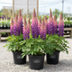 Lupinus WESTCOUNTRY™ 'Masterpiece'