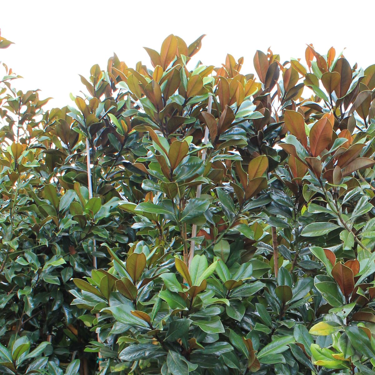 Magnolia gr. 'Bracken's Brown Beauty (white)