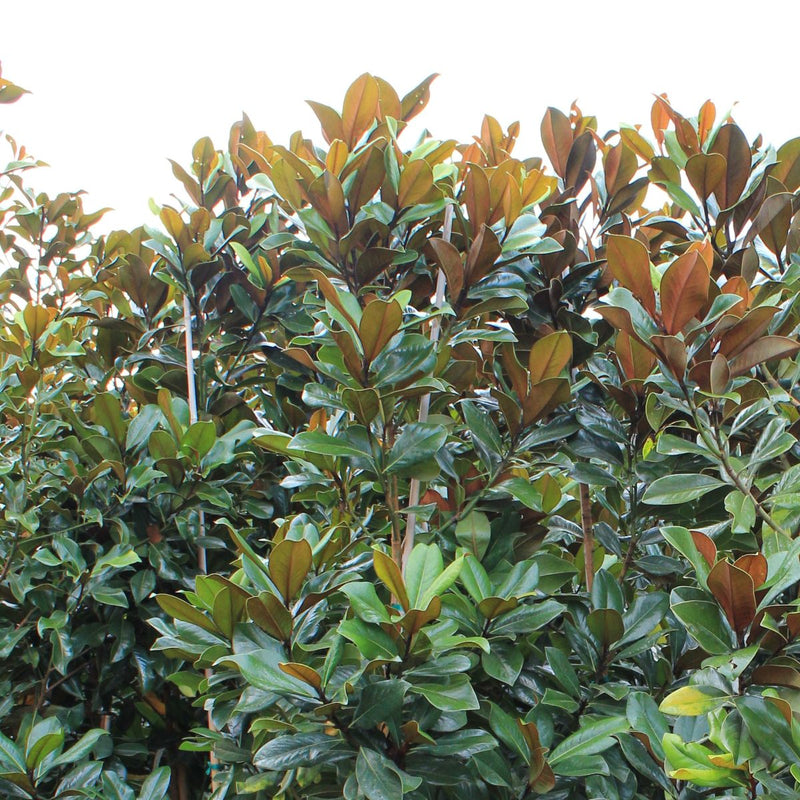 Magnolia gr. 'Bracken's Brown Beauty (white)