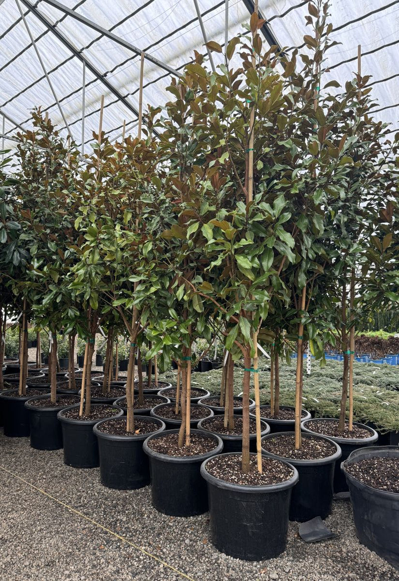 Magnolia gr. 'Bracken's Brown Beauty (white)