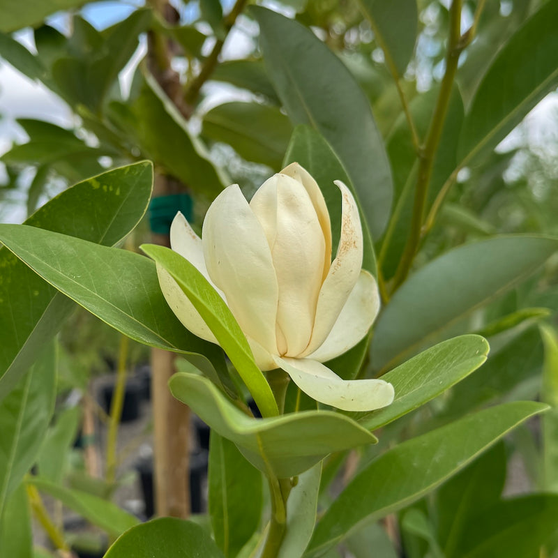 Magnolia virginiana 'Moonglow' (creamy white)