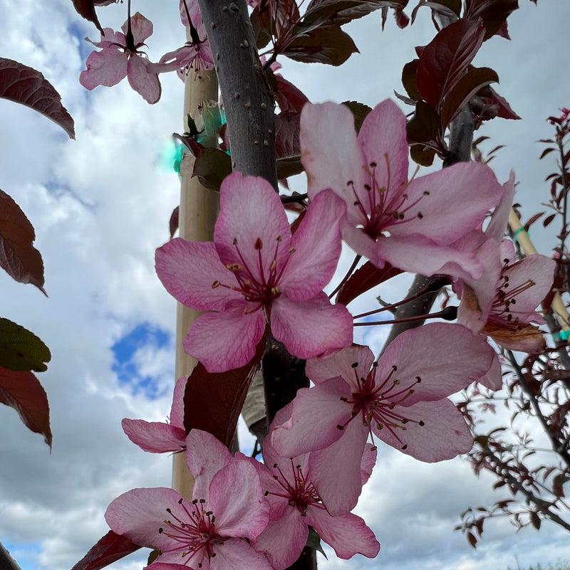 Malus x Royal Raindrops® PP14375