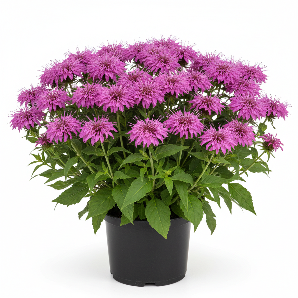 Monarda Bee-You™ ' Bee Free' PPAF (purplish-pink)