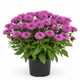 Monarda Bee-You™ ' Bee Free' PPAF (purplish-pink)