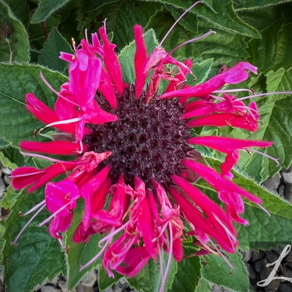 Monarda BEE-YOU® 'Bee Happy'™ PP29080