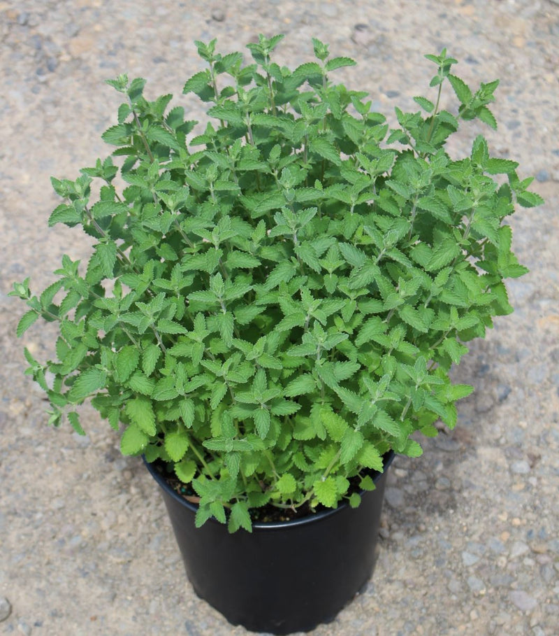 Nepeta 'Walkers Low'