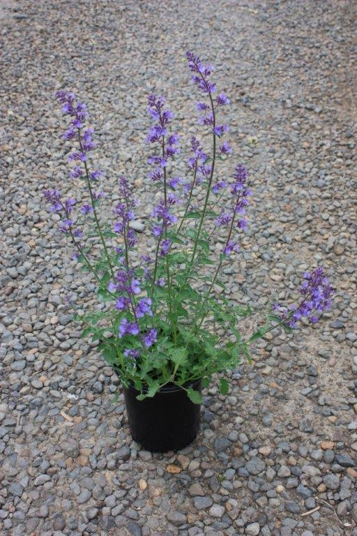 Nepeta x JUNIOR WALKER™ PP23074