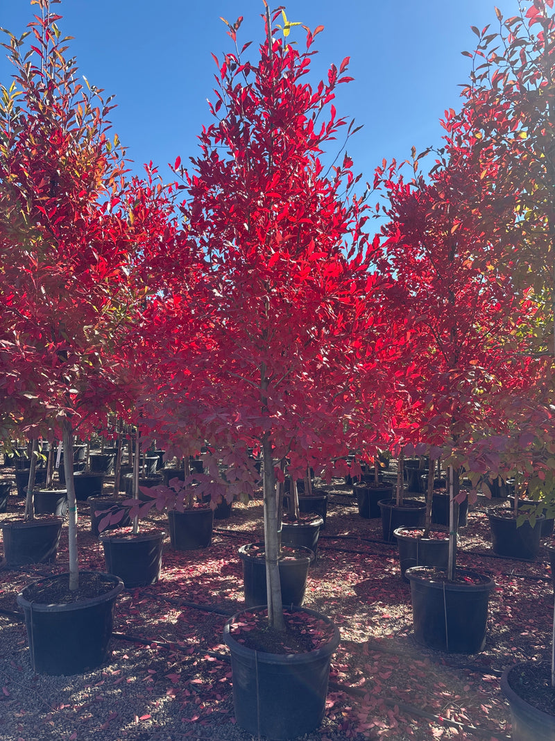 Nyssa sylvatica 'Forest Fire'