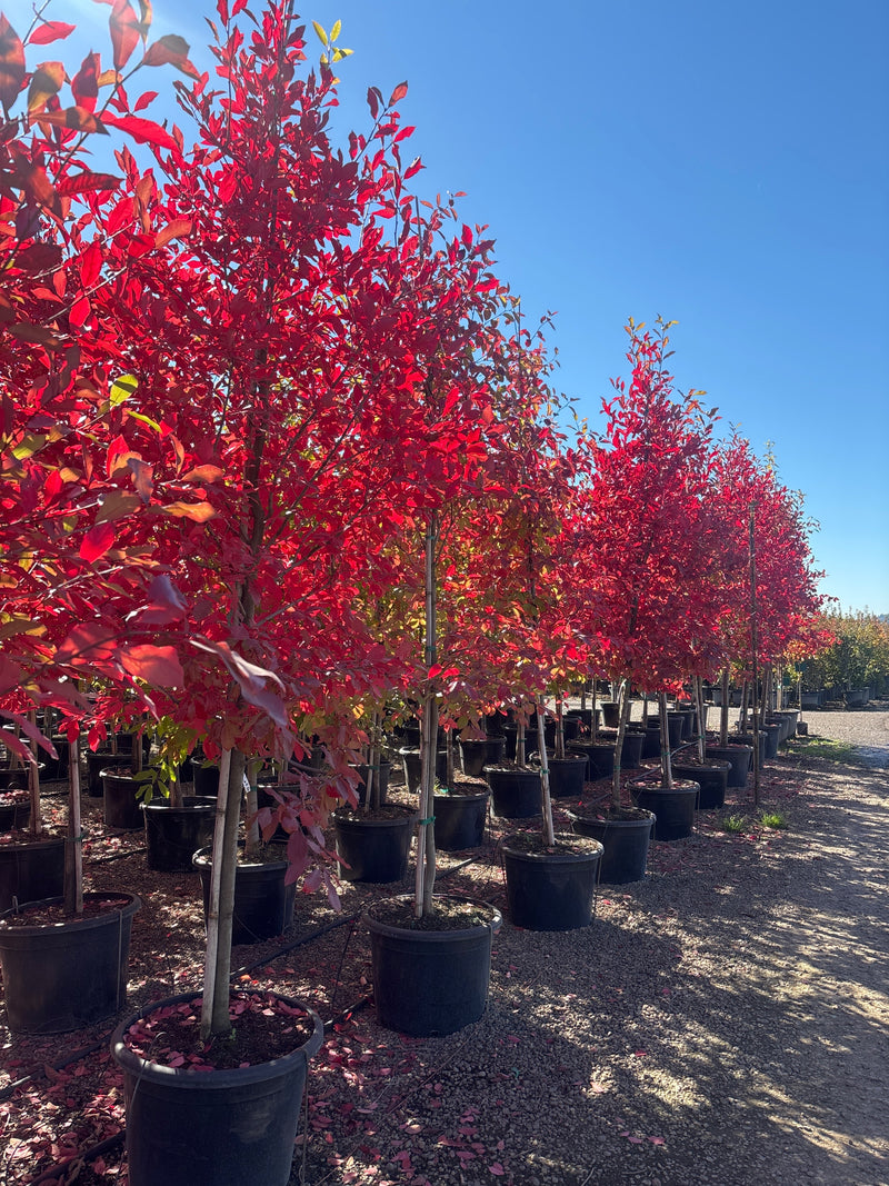 Nyssa sylvatica 'Forest Fire'