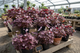 Oxalis MIx