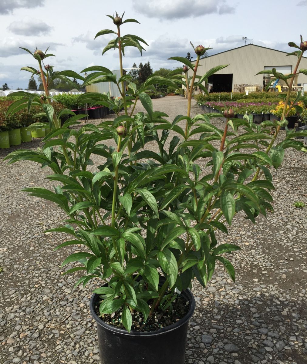 Paeonia x 'Sea Shell' (pink)
