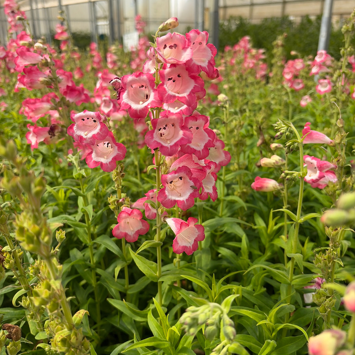 Penstemon 'Apple Blossom'