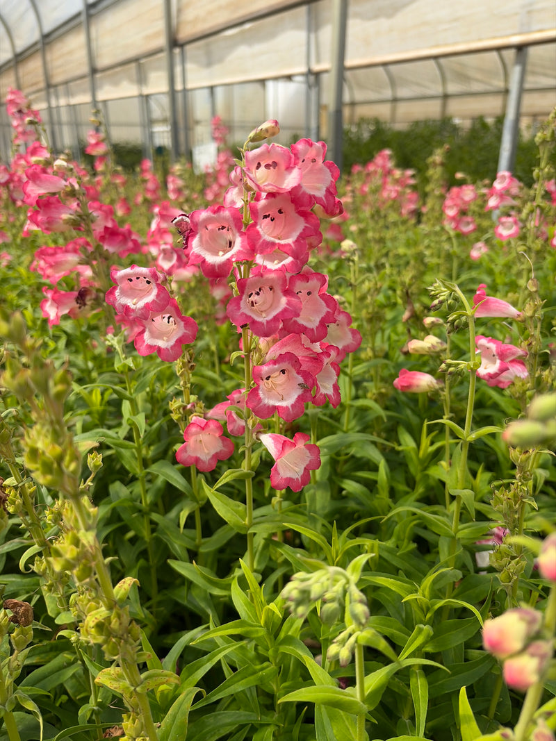 Penstemon 'Apple Blossom'