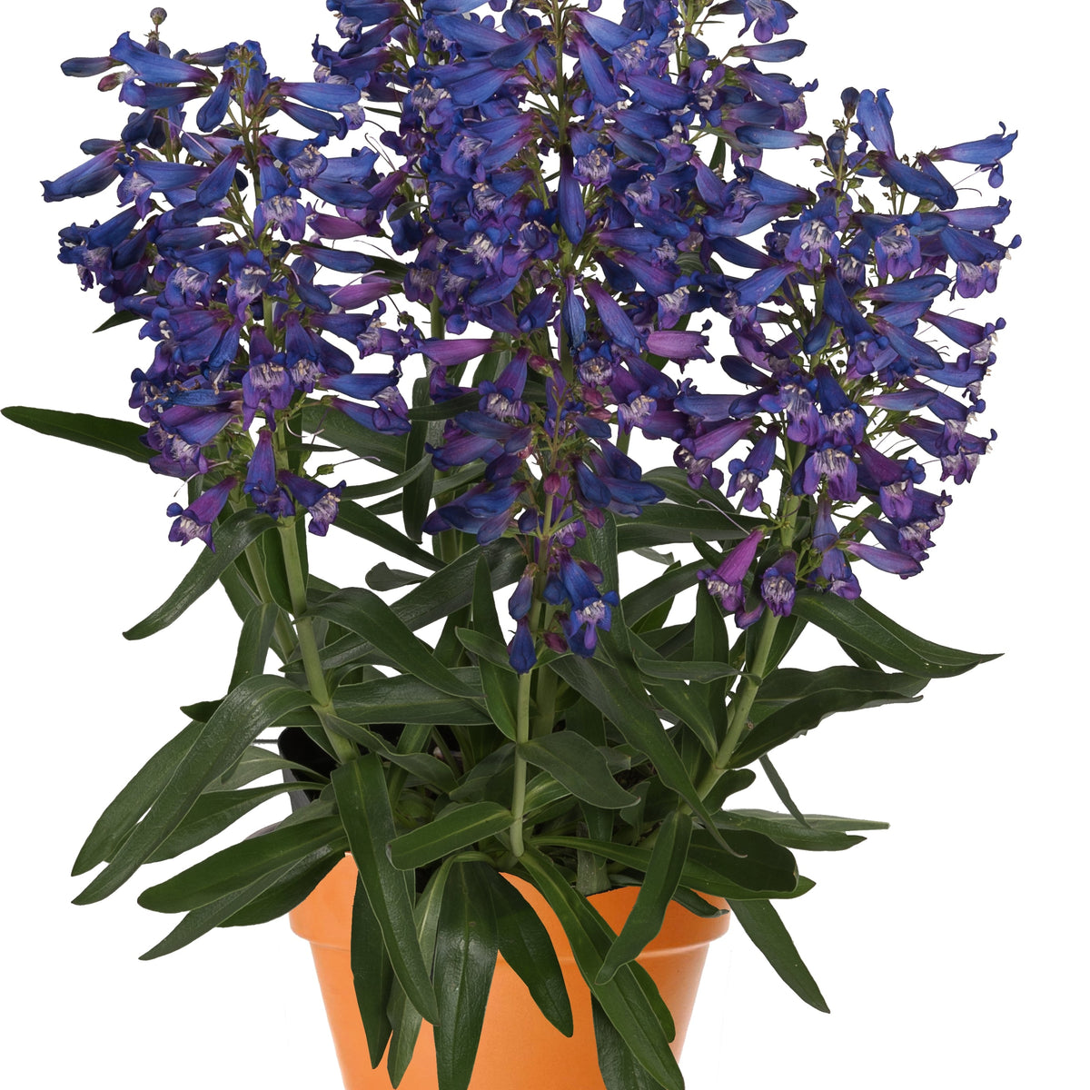 Penstemon barbatus Pristine™ Blue