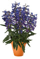 Penstemon barbatus Pristine™ Blue
