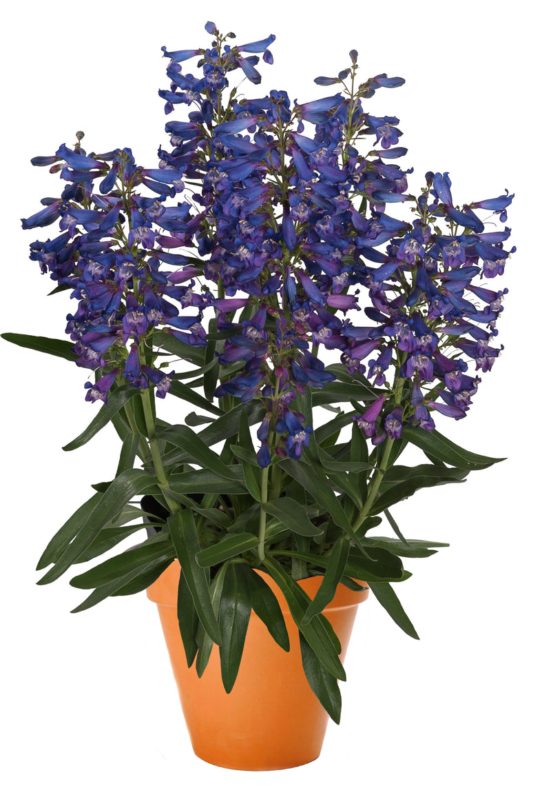 Penstemon barbatus Pristine™ Blue