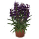 Penstemon barbatus Pristine™ Lilac Purple