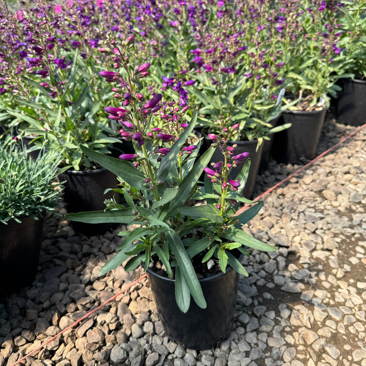 Penstemon barbatus Pristine™ Lilac Purple