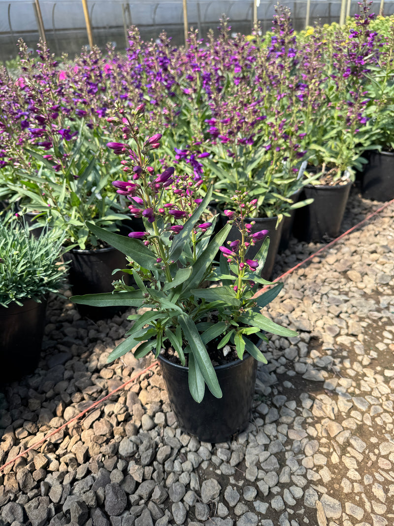 Penstemon barbatus Pristine™ Lilac Purple