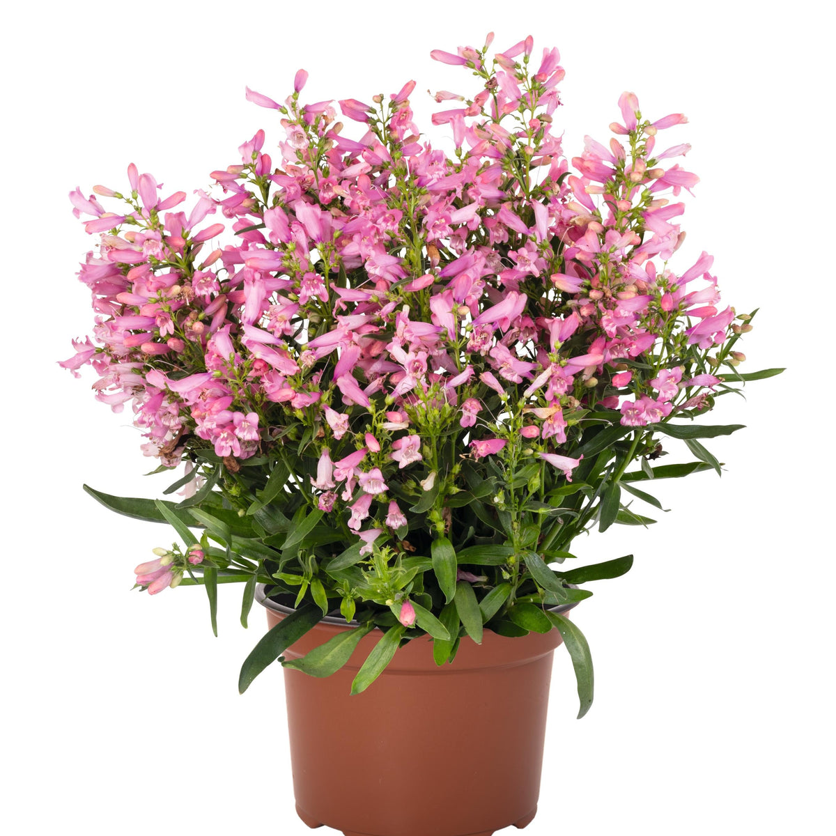 Penstemon barbatus 'Pristine Primrose'