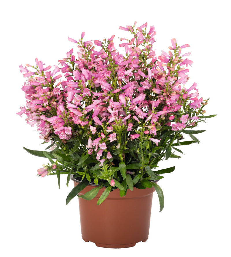 Penstemon barbatus 'Pristine Primrose'
