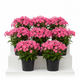 Phlox 'Fashionably Early Flamingo' PP29911