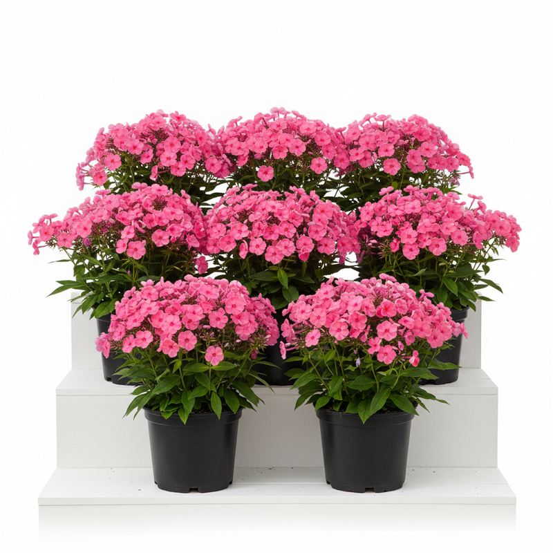 Phlox 'Fashionably Early Flamingo' PP29911
