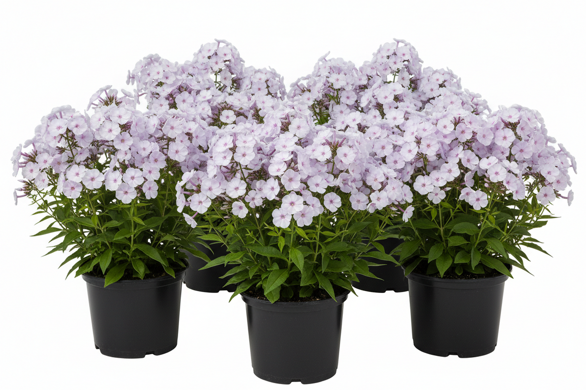 Phlox 'Fashionably Early Lavender Ice' PP29912
