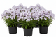 Phlox 'Fashionably Early Lavender Ice' PP29912
