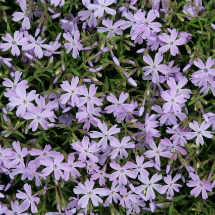 Phlox sub. 'Emerald Blue' (blue)