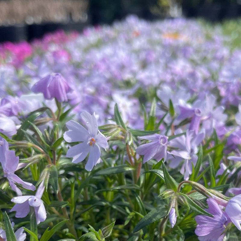 Phlox sub. 'Emerald Blue' (blue)