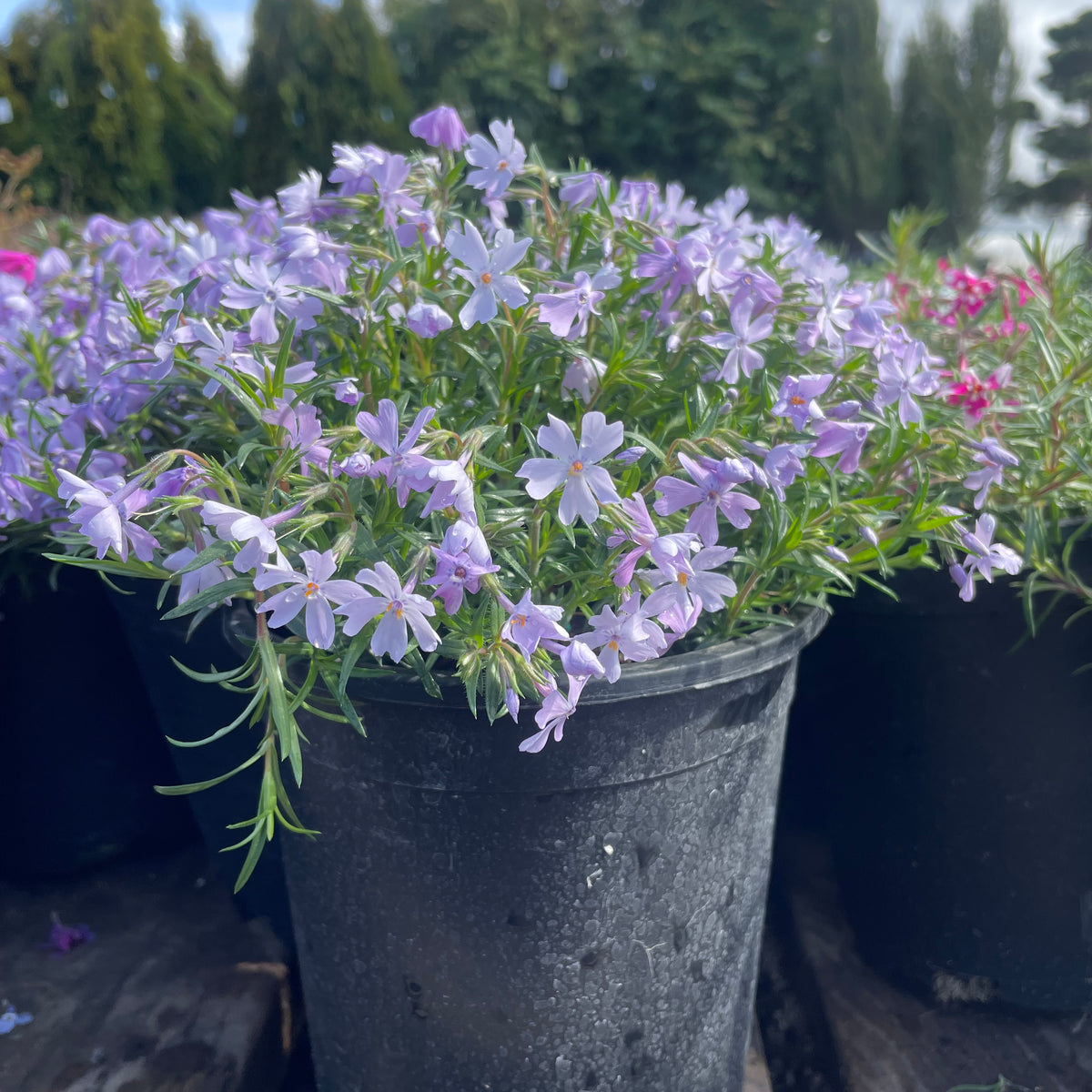 Phlox sub. 'Emerald Blue' (blue)