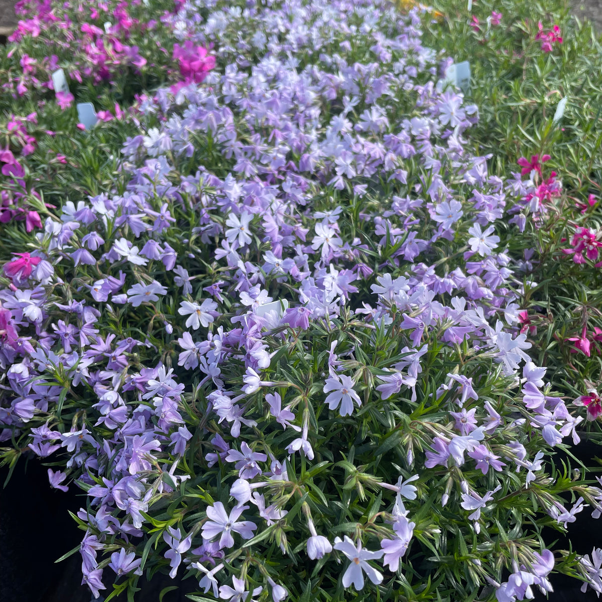 Phlox sub. 'Emerald Blue' (blue)