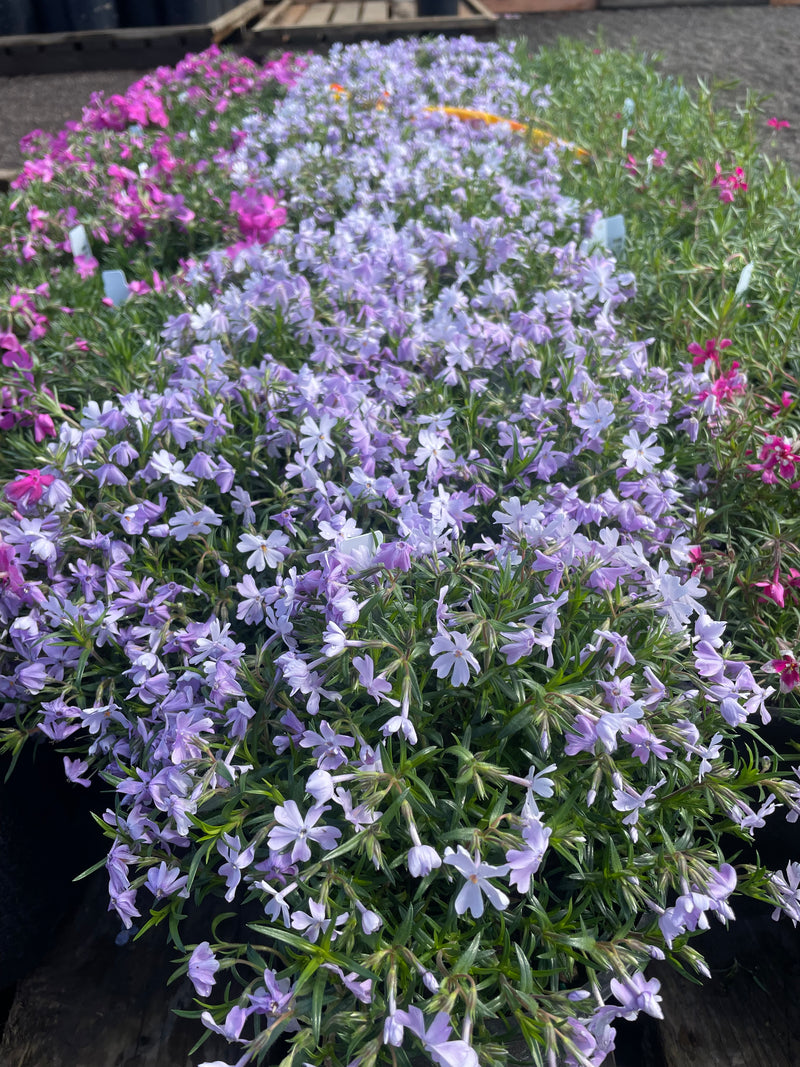 Phlox sub. 'Emerald Blue' (blue)