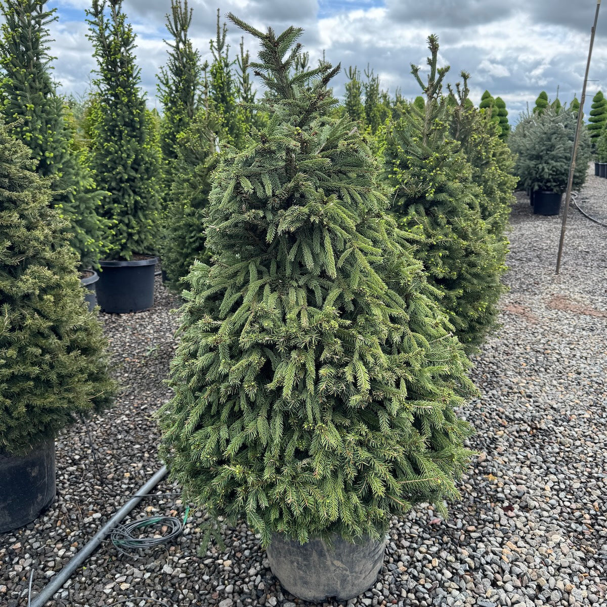 Picea abies